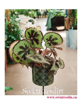 Begonia Masonia Mountain, sklep z roslinami, internetowy sklep z roślinami, sklep z roslinami online