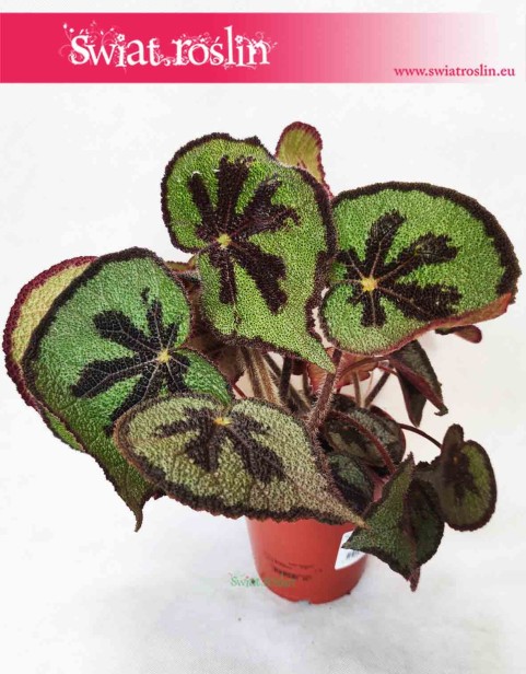 Begonia Masonia Mountain