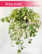 Peperomia Scandens Variegata 3