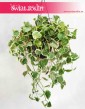 Peperomia Scandens Variegata 2