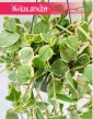 Peperomia Scandens Variegata, monde rośliny do domu, wiszące rośliny, pnącze do mieszkania