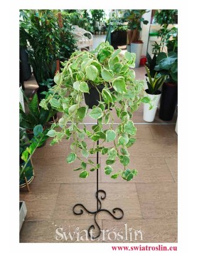 Peperomia Scandens Variegata, sklep z roślinami online, internetowy sklep z roślinami