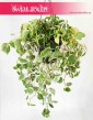 Peperomia Scandens Variegata