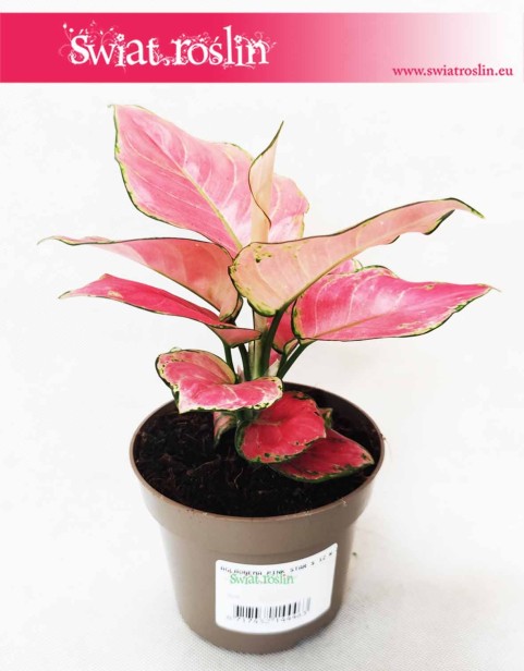 Aglaonema Pink Star, Aglonema Pink Star, Różowa aglonema