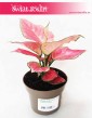 Aglaonema Pink Star, Aglonema Pink Star, Różowa aglonema
