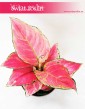 Aglaonema Pink Star, Aglonema Pink Star, Różowa aglonema, modne rosliny doniczkowe, popularne rośliny do domu