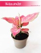 Aglaonema Pink Star, Aglonema Pink Star, Różowa aglonema 4
