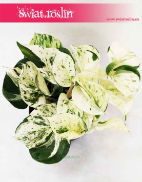 Scindapsus Happy Leaf, Epipremnum Happy Leaf, sklep z roślinami, rośliny online, internetowy sklep z roślinami