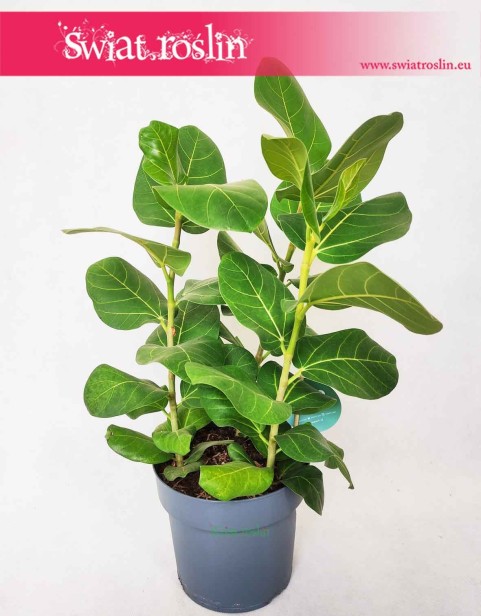 Fikus Bengalski Sunshine, Ficus Benghalensis Sunshine, Figowiec Bengalski Sunshine, Ficus Bengalski Sunshine