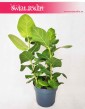 Figowiec Bengalski Sunshine, Ficus Bengalski Sunshine