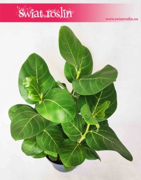 Ficus Benghalensis Sunshine, Figowiec Bengalski Sunshine, Ficus Bengalski Sunshine, rośliny tropikalne do wnętrza