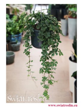 Cissus Striata, Cissus Prążkowany, Cissus Pasiasty, Cissus Striata śr 15 cm, Rośliny wiszące, rośliny tropikalne, pnącza