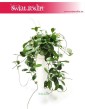 Hoja Australijska, Hoya Australis, Woskownica 3