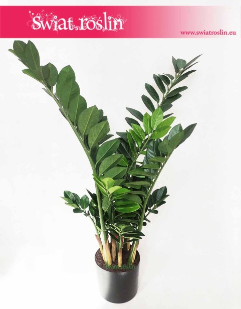 Zamioculcas sztuczny, Zamiokulkas sztuczny  1