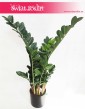 Zamioculcas sztuczny, Zamiokulkas sztuczny  5