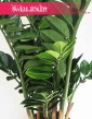 Zamioculcas sztuczny, Zamiokulkas sztuczny  4