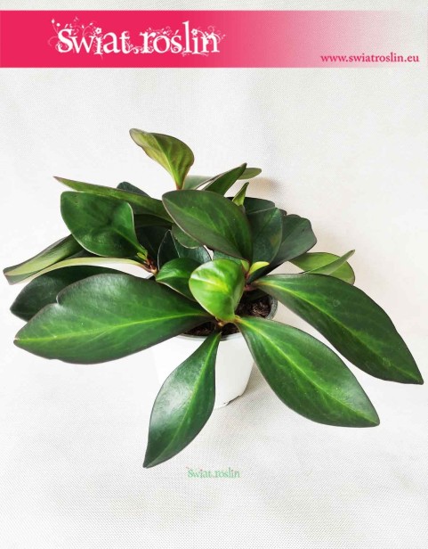 Peperomia Clusifolia Red Margin, Pieprzówka Clusifolia Red Margin