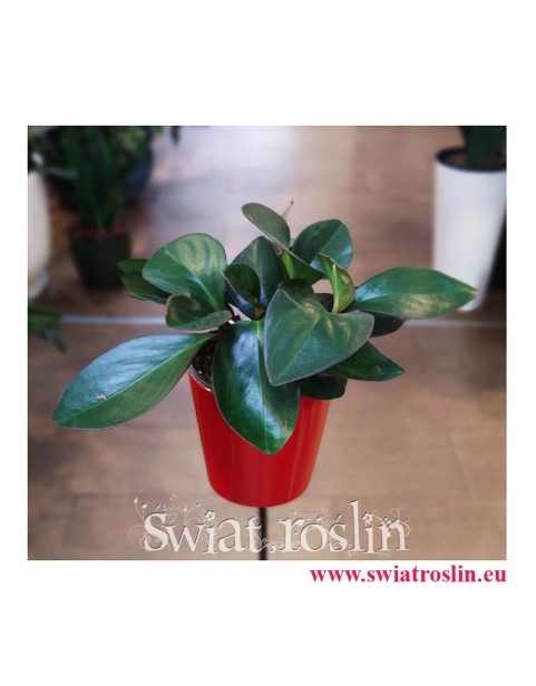 Peperomia Clusifolia Red Margin, internetowy sklep z roślinami, wysyłka roślin, sklep online