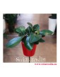 Peperomia Clusifolia Red Margin, internetowy sklep z roślinami, wysyłka roślin, sklep online