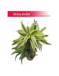 Dracena zwarta Lemon Lime, Dracaena compacta Lemon Lime, Smokowiec 1