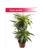 Dracena zwarta Lemon Lime, Dracaena compacta Lemon Lime, Smokowiec 2