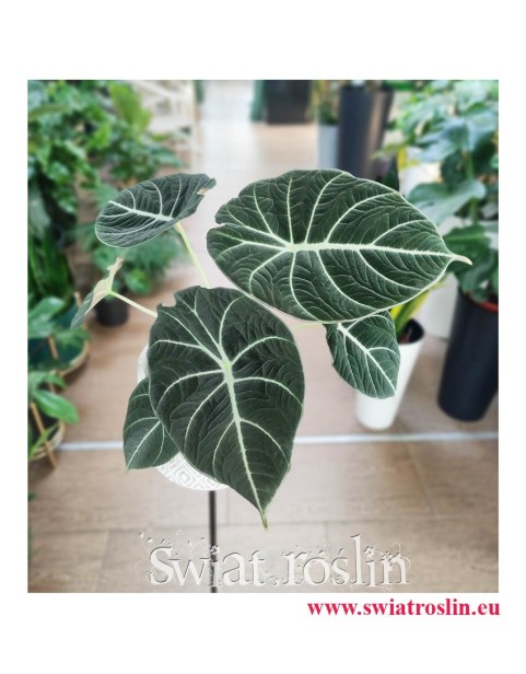 Alokazja Black Velvet, Alocasia Black Velvet, rośliny kolekcjonerskie, internetowy sklep z roślinami