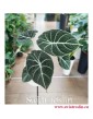 Alokazja Black Velvet, Alocasia Black Velvet, rośliny kolekcjonerskie, internetowy sklep z roślinami