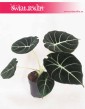 Alokazja Black Velvet, Alocasia Black Velvet, rośliny kolekcjonerskie, kolekcjonerska alokazja, sklep z roślinami 2