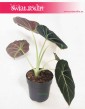 Alokazja Black Velvet, Alocasia Black Velvet, rośliny kolekcjonerskie, kolekcjonerska alokazja, sklep z roślinami 3