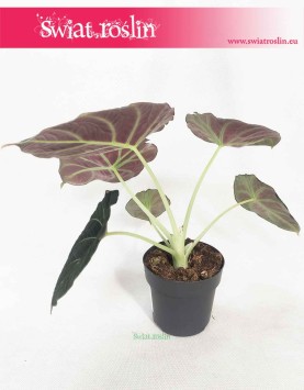 Alokazja Black Velvet, Alocasia Black Velvet, rośliny kolekcjonerskie, kolekcjonerska alokazja, sklep z roślinami 4