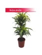 Dracena zwarta Lemon Lime, Dracaena compacta Lemon Lime, Smokowiec 3