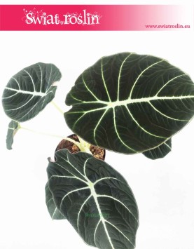 Alokazja Black Velvet, Alocasia Black Velvet, rośliny kolekcjonerskie, kolekcjonerska alokazja, sklep z roślinami 5