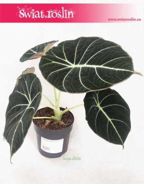 Alokazja Black Velvet, Alocasia Black Velvet, rośliny kolekcjonerskie, kolekcjonerska alokazja, sklep z roślinami