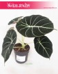 Alokazja Black Velvet, Alocasia Black Velvet, rośliny kolekcjonerskie, kolekcjonerska alokazja, sklep z roślinami
