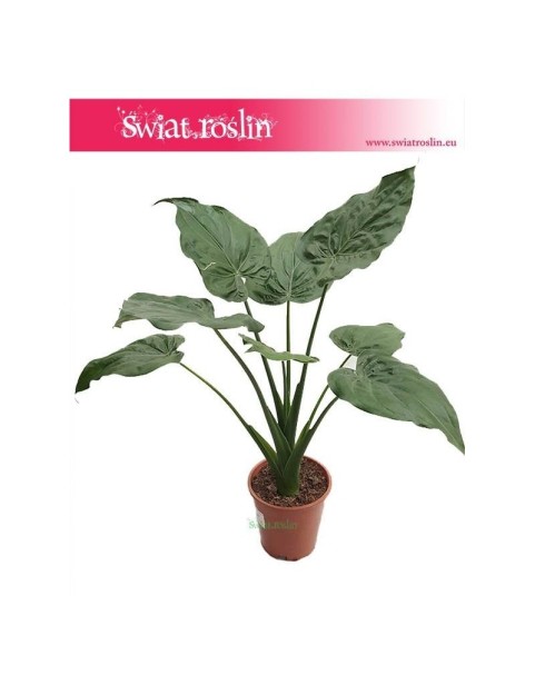 Alokazja Cucullata, Alocasia Cucullata 1