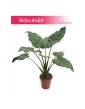 Alokazja Cucullata, Alocasia Cucullata 1