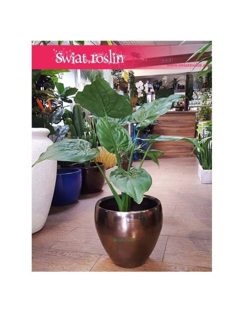 Alokazja Cucullata, Alocasia Cucullata 3