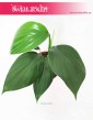Rhaphidophora Decursiva, Monstera Decursiva Philodendron 3