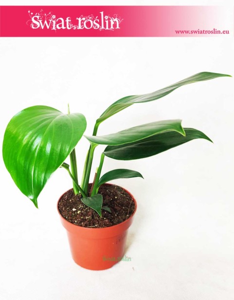 Rhaphidophora Decursiva, Monstera Decursiva Philodendron