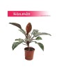 Filodendron Czerwieniejący, Philodendron Imperial Red 1