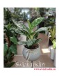 Aglaonema Amazon Silver, Aglonema Amazon Silver sklep online z roslinami doniczkowymi