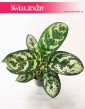 Aglaonema Amazon Silver, Aglonema Amazon Silver, rośliny doniczkowe online