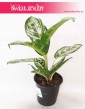 Aglaonema Amazon Silver, Aglonema Amazon Silver, wysyłka roślin