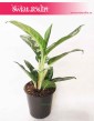Aglaonema Amazon Silver, Aglonema Amazon Silver, rośliny online