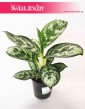 Aglaonema Amazon Silver, Aglonema Amazon Silver, sklep z roślinami