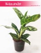 Aglaonema Amazon Silver, Aglonema Amazon Silver, sklep z roslinami doniczkowymi