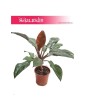Filodendron Czerwieniejący, Philodendron Imperial Red 3