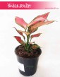 Aglonema Cherry Baby, Aglaonema Cherry Baby, sklep