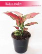 Aglonema Cherry Baby, Aglaonema Cherry Baby, sklep online