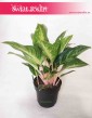 Aglaonema Cocomelon, Aglonema Cocomelon